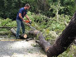 Trusted Oglethorpe, GA  Tree Services Experts