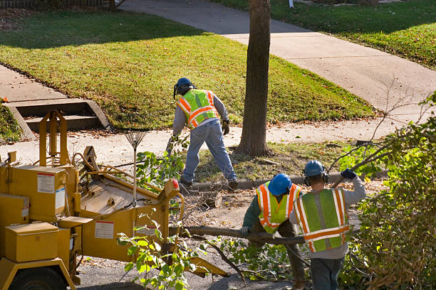 Best Stump Grinding and Removal  in Oglethorpe, GA